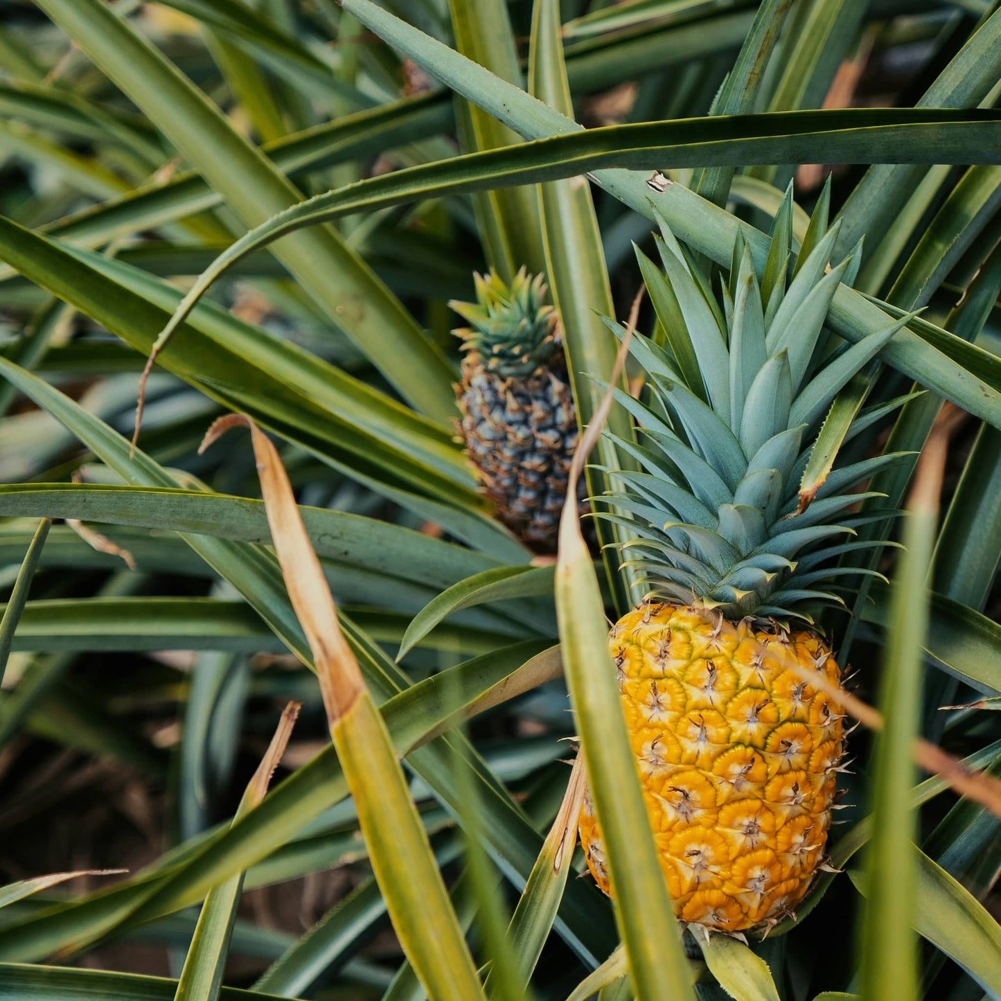 Økologiske ananas
