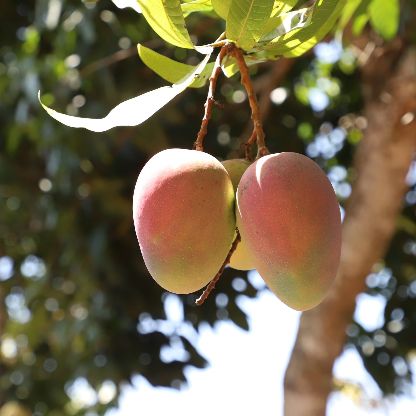 
                  
                    Økologisk tørret mango
                  
                